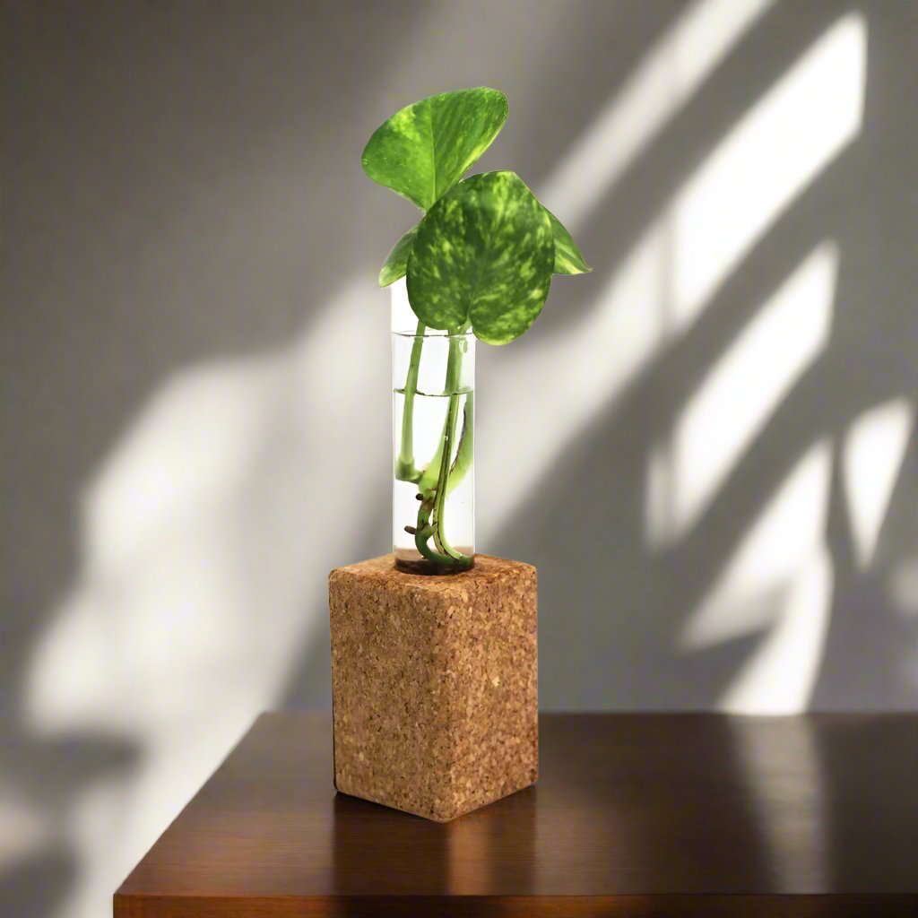 Magnetic Cork Planter | Desktop Planter | Eco Friendly | Corporate Gift | Birthday Gift | Book My Gift