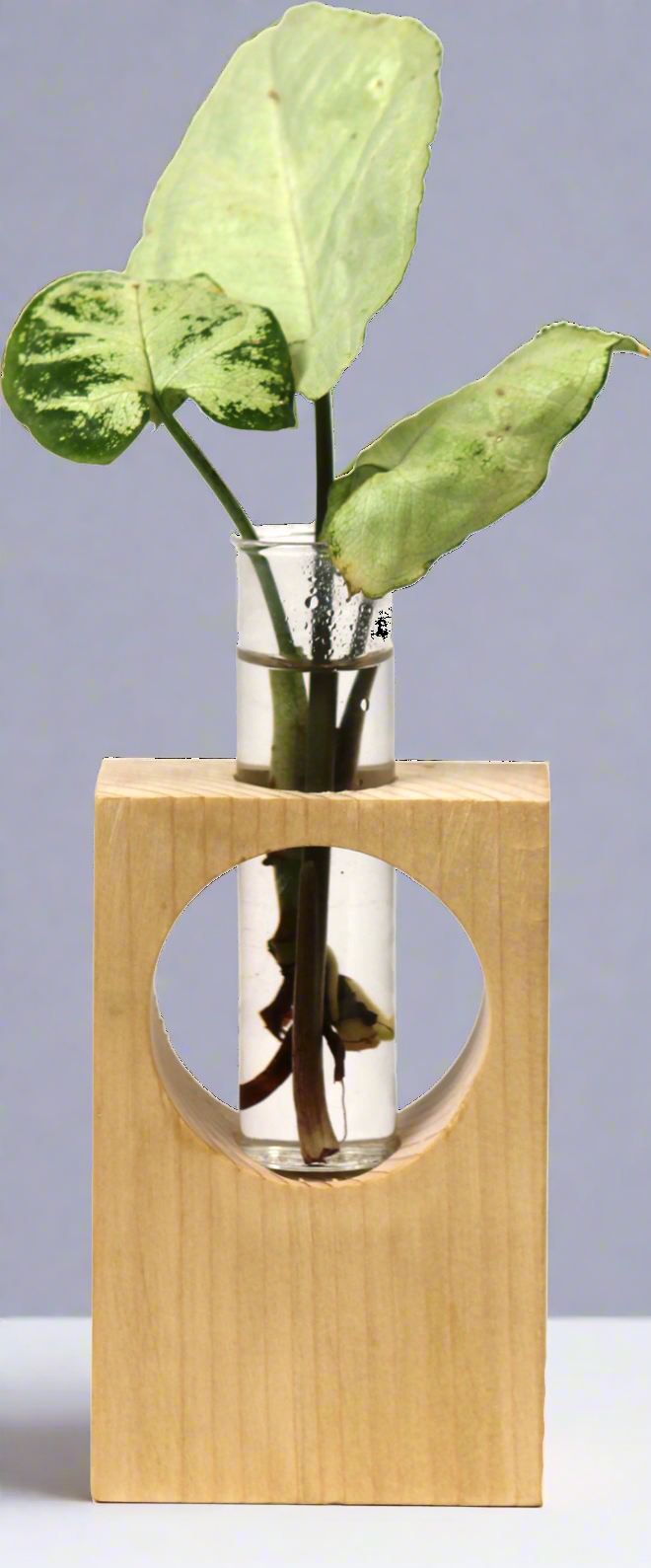 Desk Wooden Planter | Plant | Table Décor | Eco Friendly | Corporate Gift | Book My Gift